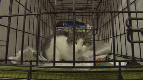 Shelter Me Brendas Cat Rescue 6abc Philadelphia
