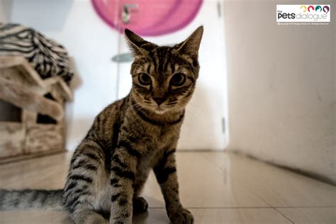 Are There Cat Cafes Worth The Visit In Yogyakarta? | The ...