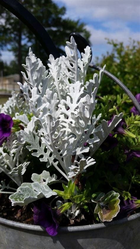 Love Silver Grey Foliage This Plant Is Called Dusty Miller I Have