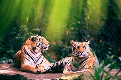 Bali Zoo Safari
