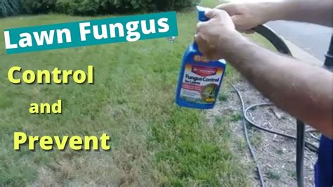 Treat And Prevent Lawn Fungus And Disease Using Spray Lawn Fungus