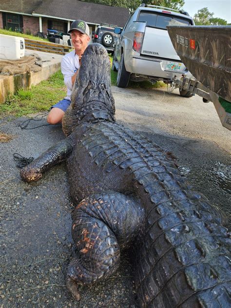 Massive 920 Pound Alligator Caught In Central Florida We Were Just In Awe