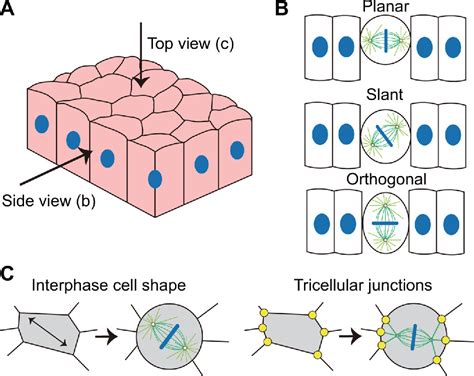 Cell Shape And Intercellular Adhesion Regulate Mitotic Spindle