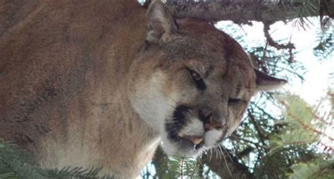 Fws Finally Confirms Eastern Cougar Extinct