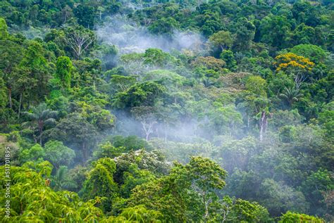 Beautiful Landscape Of The Amazon Rainforest Yasuni National Park