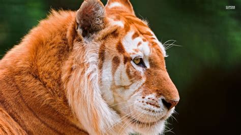 Golden Tiger Animals Wallpaper 38674710 Fanpop