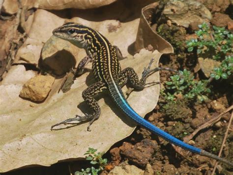 Lagartija Terrestre De Cola Azul Anfibios Y Reptiles Del Corredor