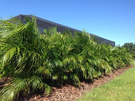 Areca Palms Make A Great Privacy Screen When Planted As A Hedge Row