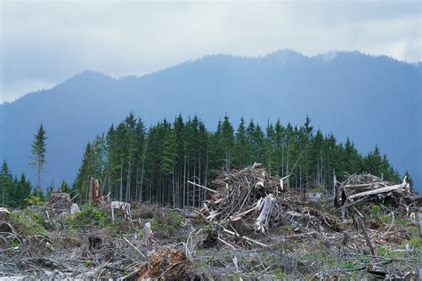Timber Industry Effect On Water Pollution Sciencing