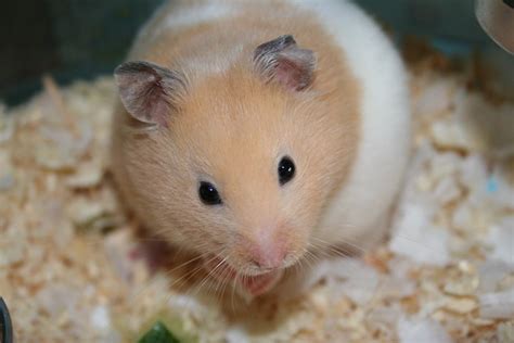 Bingo Syrian Hamster Flickr Photo Sharing