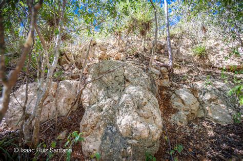El bosque estatal de guánica, localizado en el municipio de guánica, es un bosque seco subtropical situado en el suroeste de puerto rico. Conoce a Puerto Rico | Bosque seco de Guánica