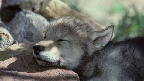 Wild Wolves Wallpaper Puppy