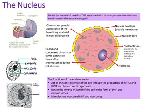 Eukaryotic Cell Structure New A Level Teaching Resources