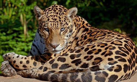 Animal jaguar mascotas mamíferos fotografía animal yaguarete fotos de lobo leopardos mi animal de poder. BiOjUnKiEs: El Jaguar en México