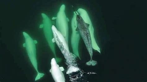 Beluga Whales Adopt Lost Narwhal In St Lawrence River Cbc News