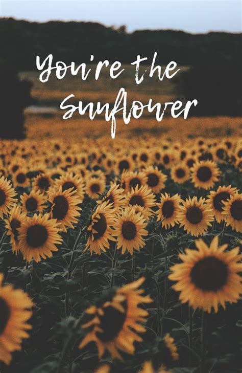 Pin On Sunflower Iphone Wallpaper