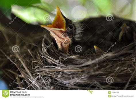 Baby Bird Stock Image Image Of Open Feeding Bird 112967545