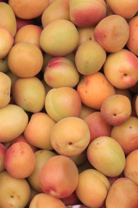 Gratis Afbeeldingen Appel Fabriek Fruit Eten Produceren Gezond Abrikoos Nectarines