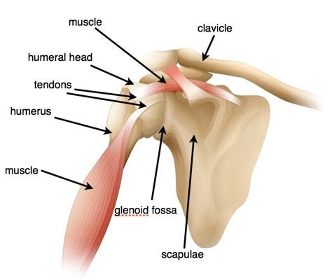 The rotator cuff muscles include the supraspinatus, infraspinatus, teres minor, and subscapularis (sits is a common acronym for remembering these muscles). ACE Physical Therapy and Sports Medicine Institute in ...