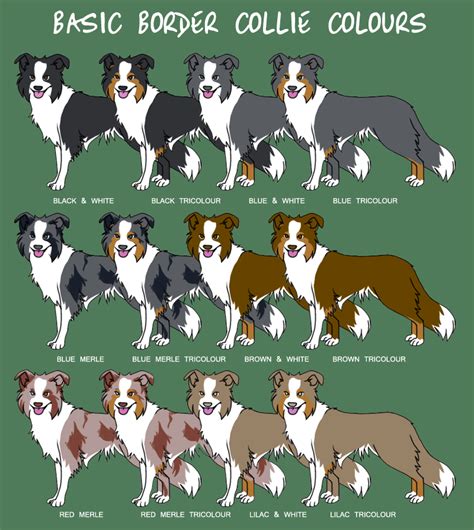 Puppy Color Charts In 2020 Border Collie Colors Collie Dog Collie