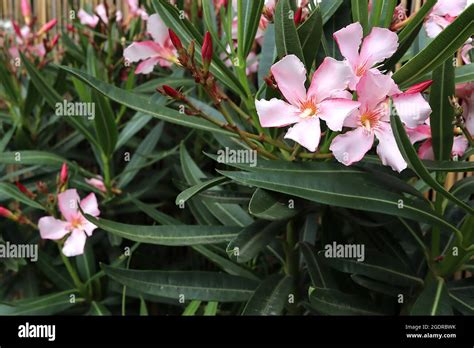 Nerium Oleander ‘calypso Pink Oleander Pink Large Salver Shaped Pale