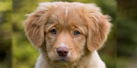 Isn't he a handsome devil? Nova Scotia Duck Tolling Retriever - Dogs Photo (37018368 ...