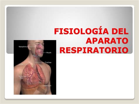 Ppt Fisiología Del Aparato Respiratorio Powerpoint Presentation Free
