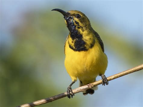 In the morning of summer. Olive-backed Sunbird - eBird