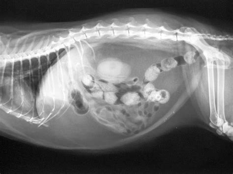 Small Animal Imaging And X Rays Veterinary Health Centres