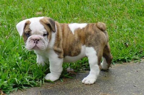 A Complete Guide To The Miniature English Bulldog