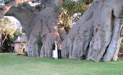 Big Baobab Tree This Massive Tree Is 6000 Years Old It Flickr