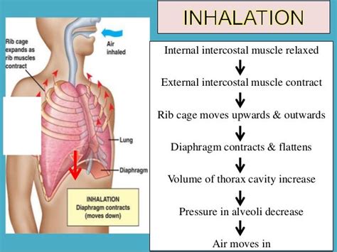 Human Breathing Mechanism