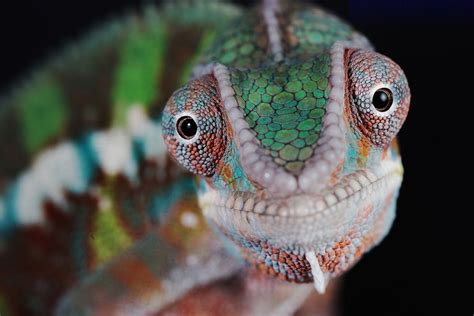 A Chameleons Colors Arent Just Beautiful Theyre Amazingly Complex