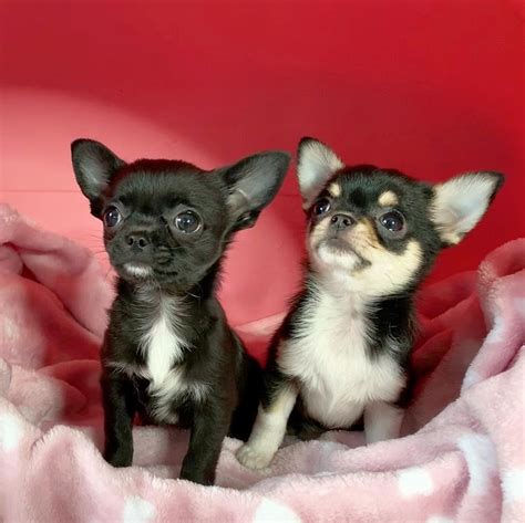 Chihuahua Chocolate Teacup Chihauhau Puppies Dogs For Sale Price