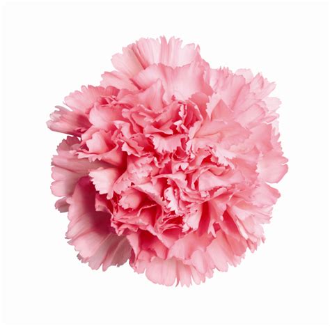 Rose Carnation Birth Month Flowers Wholesale Flowers Pink Carnations