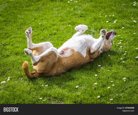 Happy Dog On Sunny Day Image And Photo Free Trial Bigstock