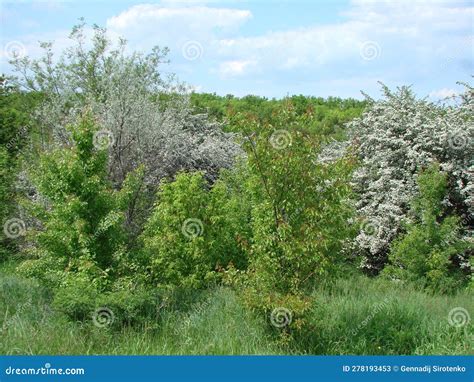 Landscapes Of Blooming Spring Nature Of The Zaporizhia Steppes And