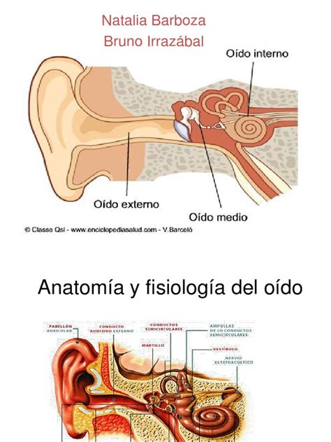 Anatomía Y Fisiología Del Oído Oído Escuchando