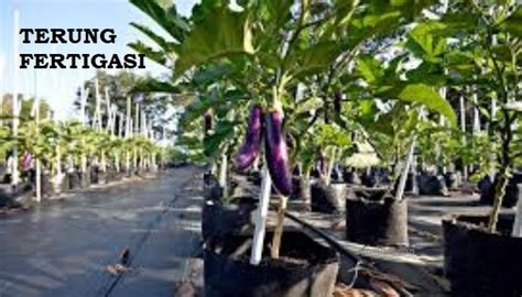 Namun, terong kini banyak ditanam di berbagai belahan dunia. Anim Agro Technology: TANAM TERUNG FERTIGASI