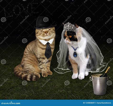 Cat Wedding 1 Stock Image Image Of Romance Bride Necklace 124084849