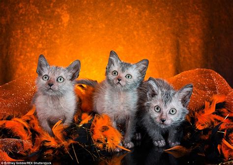 Unique Lykoi Breed Of Cat Christened Werewolf Cats See A