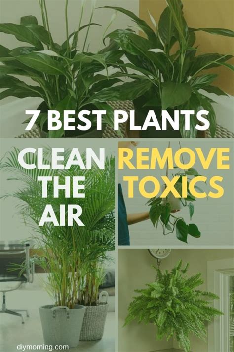 what is the best indoor plant to clean air