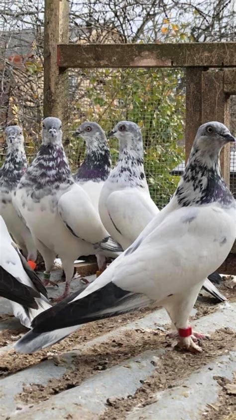 Hudson Valley Pigeon Association