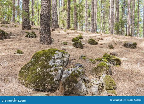 Moss Covered Stones In The Pine Forest Stock Photo Image Of Canary