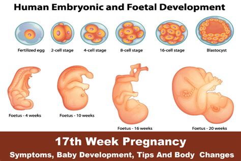 Maybe you would like to learn more about one of these? Pregnancy Symptoms In Urdu First Week - Pregnancy Symptoms
