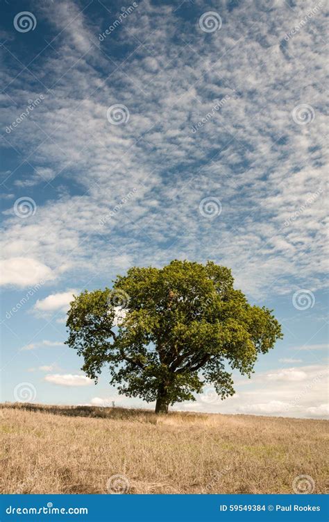 Lone Tree Oak Tree Tree In Field North Yorkshire Stock Photo