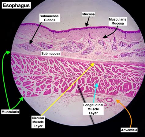 Esophagus Histology