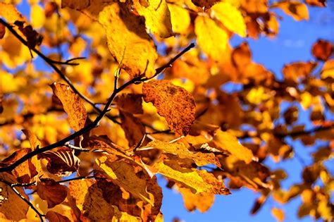 1000 Free Beech Tree And Beech Images Pixabay
