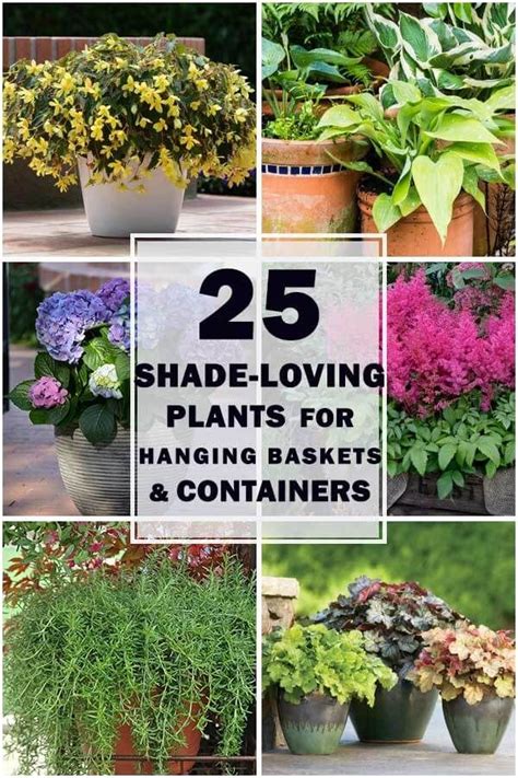 25 Shade Loving Plants For Containers And Hanging Baskets Plants
