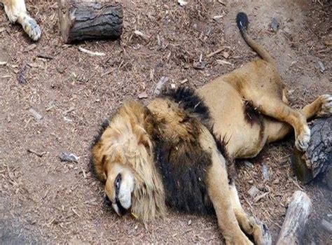Santiago Zoo Two Lions Shot Dead After Mauling Naked Man Who Entered